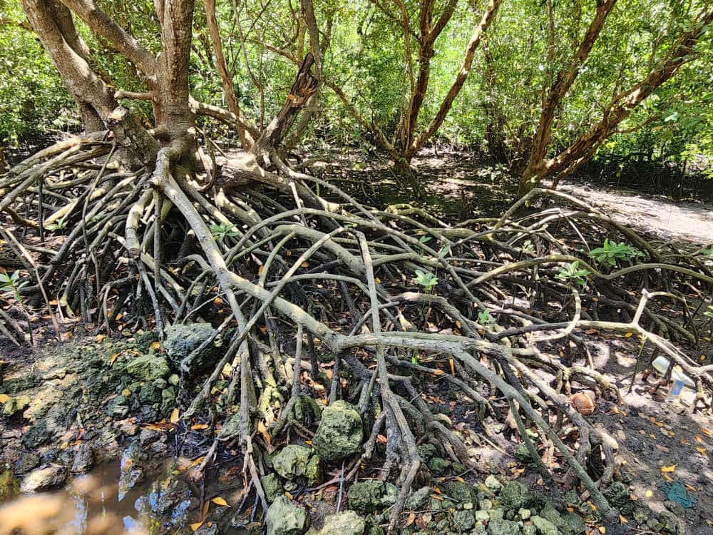 Mangrove Ecosystem